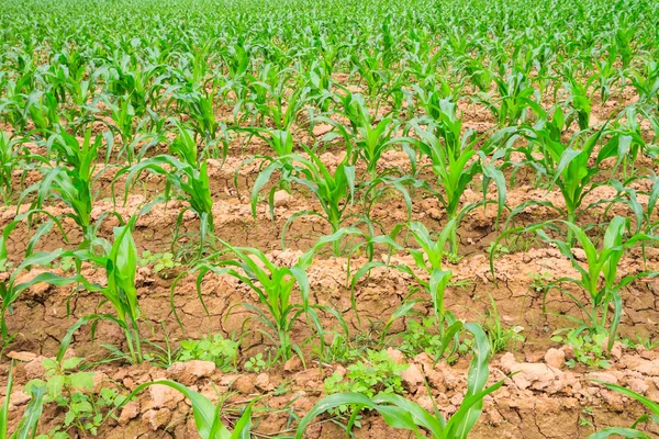 Corn seedlings — Stock Photo, Image