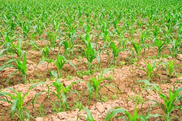 Corn seedlings — Stock Photo, Image