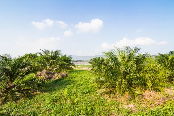 Palm oil tree — Stock Photo, Image