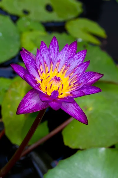 Waterlily — Stockfoto