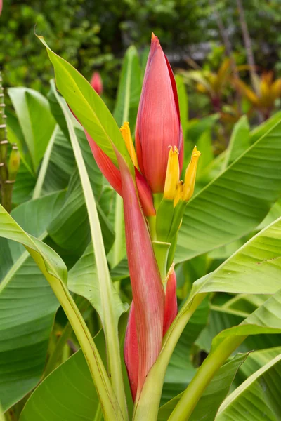 Zierpflanze Banane — Stockfoto