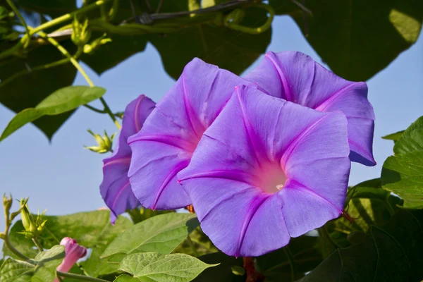 Morning glory blänga argt — Stockfoto