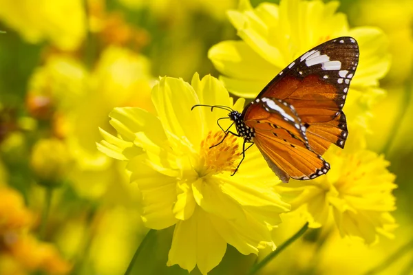 Mariposa monarca en flor de cosmos — Foto de Stock