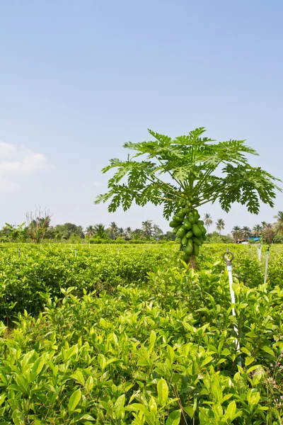 Papaya i wrightia antidysenterica gård — Stockfoto