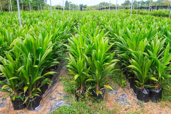 Jeunes plantes oléagineuses — Photo