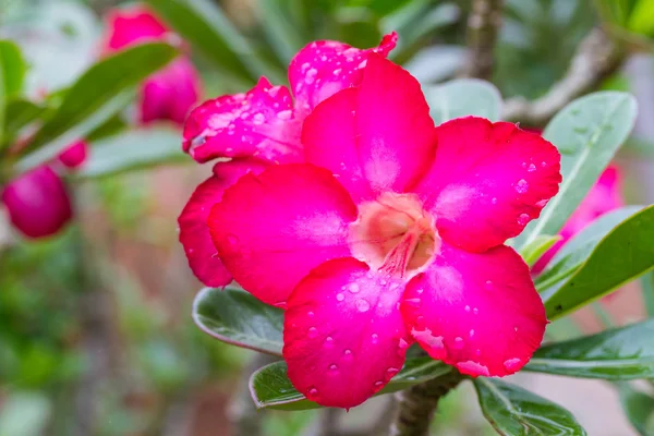 Adenium Obesum — Stockfoto