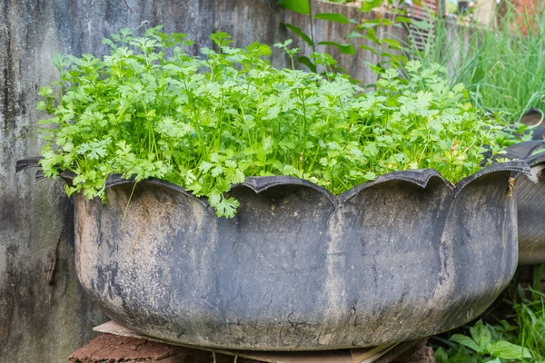 Grönsaksodling i gamla begagnade däck kruka — Stockfoto