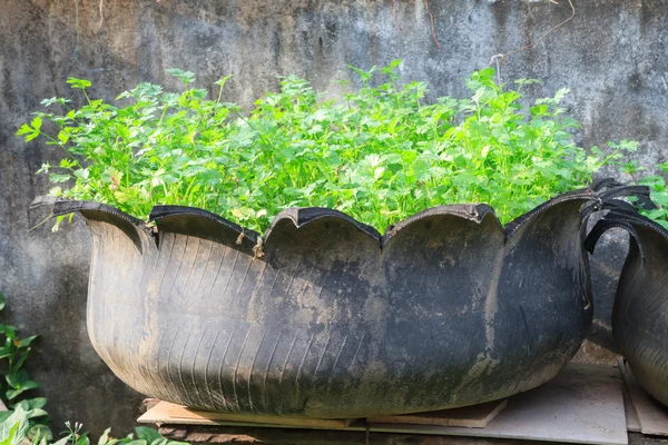 蔬菜种植在废旧的轮胎的旧罐子 — 图库照片