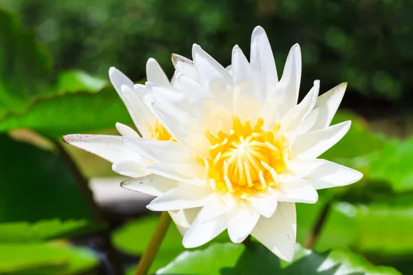 Lirio de agua blanca — Foto de Stock