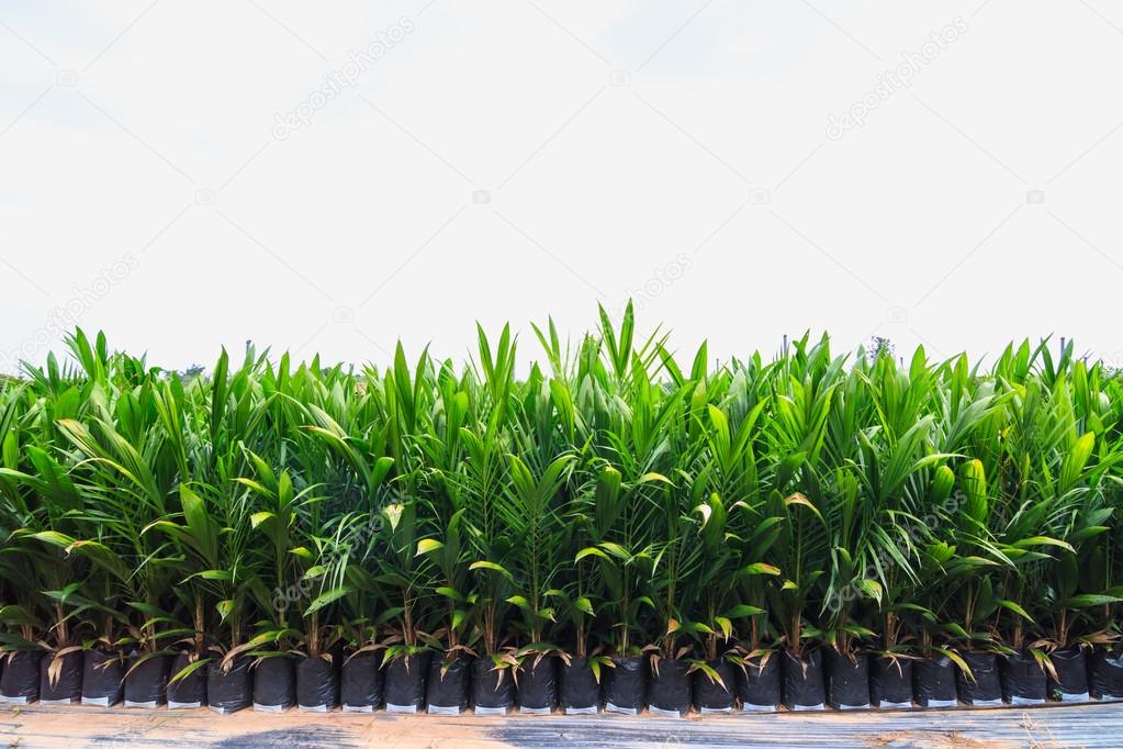 Young oil plant plants
