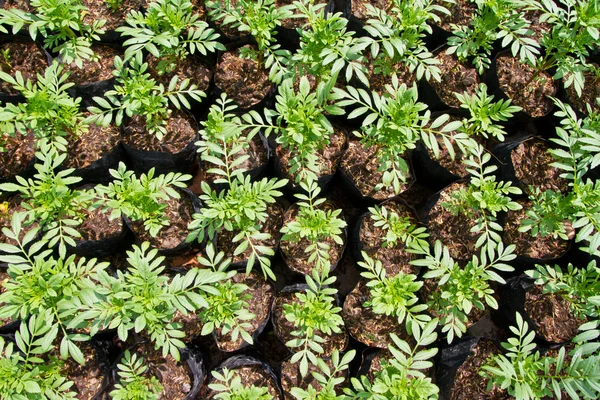 Giovani piante di fiori di calendula — Foto Stock