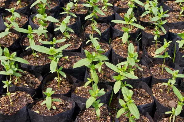 Pequeña planta de Zinnia en vivero de invernadero —  Fotos de Stock