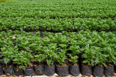 Genç marigold bitki