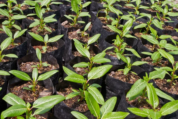 Jóvenes cataranthus roseus plantas — Foto de Stock