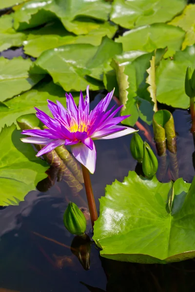 Nenúfar púrpura — Foto de Stock