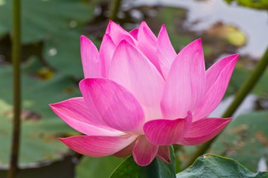 pembe nilüfer çiçeği