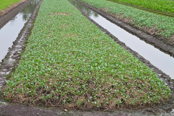 Azienda agricola di ortaggi — Foto Stock