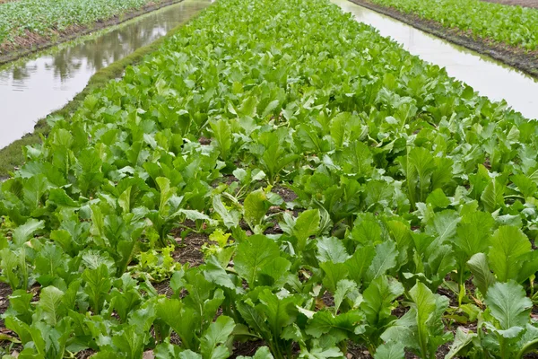 Vegetable farm — Stock Photo, Image