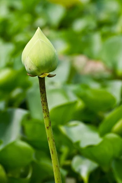 Lotus bud — Stockfoto