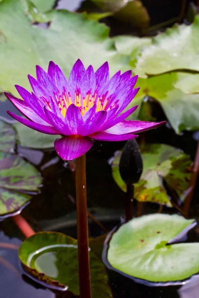 Púrpura Waterlily — Fotografia de Stock