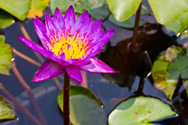 Purple waterlily and bee flying over — Stock Photo, Image