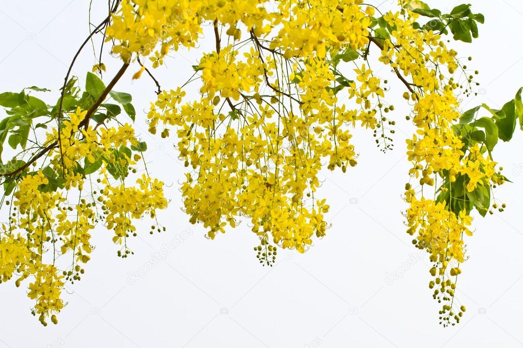 Flowers of golden shower tree