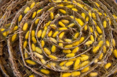 Grup ipek solucan Yuvaları koza