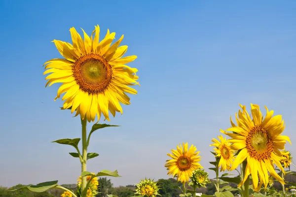 Sunflower farm — Stock Photo, Image