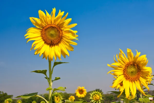 Ayçiçeği alan — Stok fotoğraf