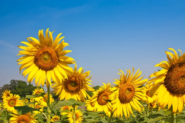 Ayçiçeği alan — Stok fotoğraf