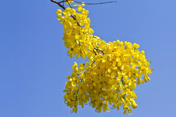 Flor de árvore dourada do chuveiro — Fotografia de Stock