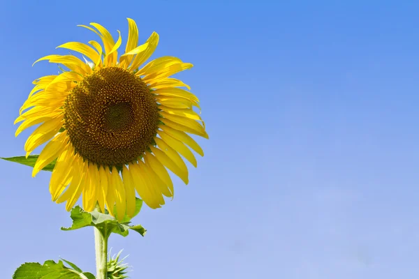 Sunflower against blue sky — Stock Photo, Image