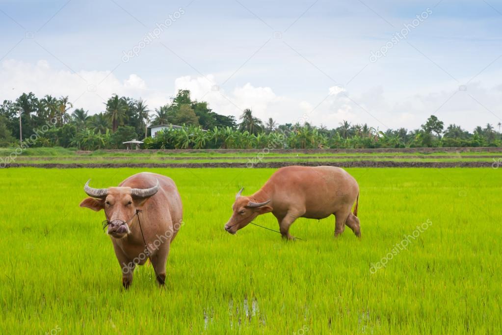 Water buffalo in a field