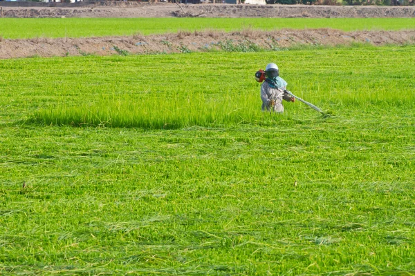 Cuchilla de corte del agricultor para evitar malas hierbas —  Fotos de Stock