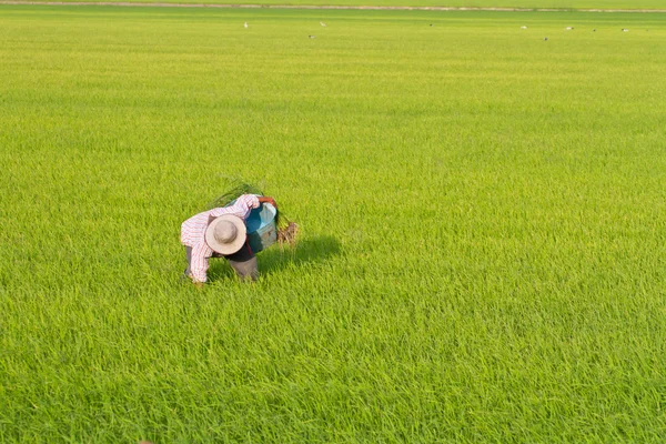 Farmer weeding in paddy field — Stock Photo, Image