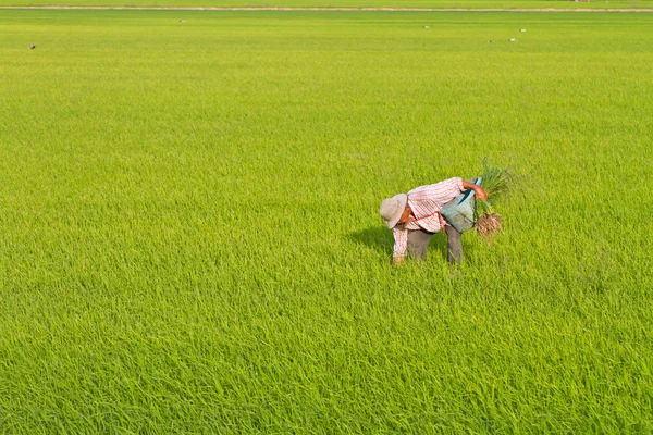 Farmer weeding in paddy field — Stock Photo, Image