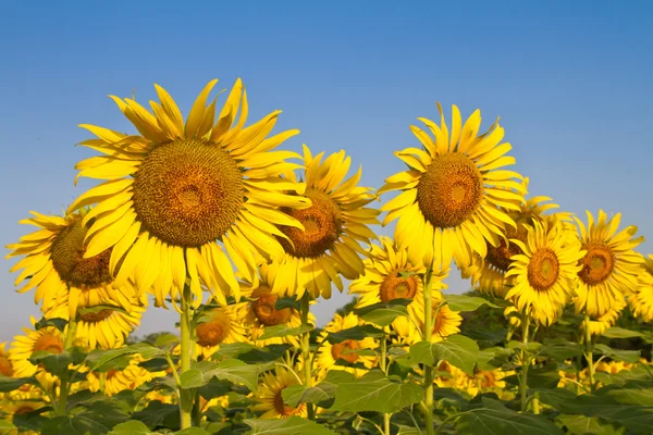 Sunflowers farm — Stock Photo, Image