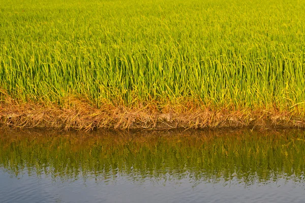 Risaia e riflessione in acqua — Foto Stock