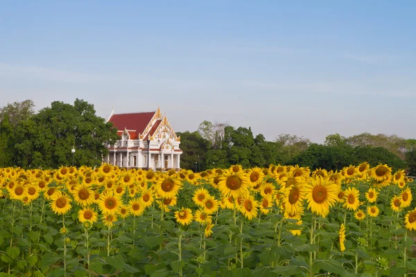 Granja de girasol y templo —  Fotos de Stock