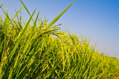 pirinç alan againt mavi gökyüzü