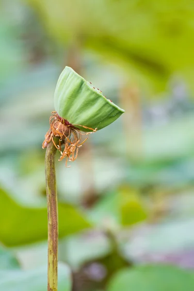 Жеребец капсулы семян лотоса — стоковое фото