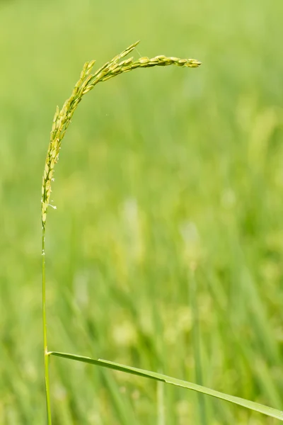 Arroz em arroz paddy — Fotografia de Stock