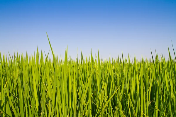 Rijst plant uitgesproken tegen blauwe hemel — Stockfoto