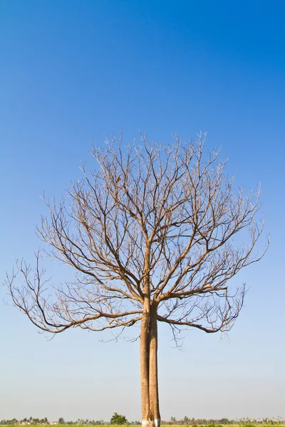 Dry dead tree — Stock Photo, Image
