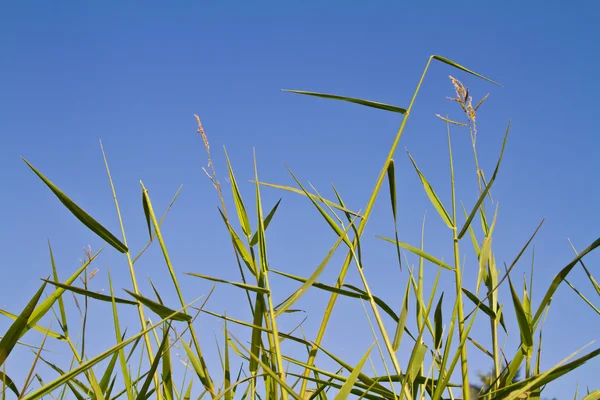 Zelené trávě proti obloze bue — Stock fotografie