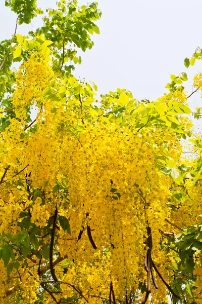 Flor de ducha dorada — Foto de Stock