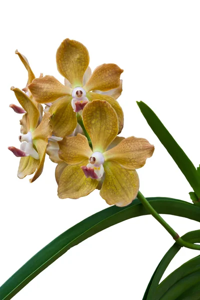 Orchideje izolovaných na bílém pozadí — Stock fotografie