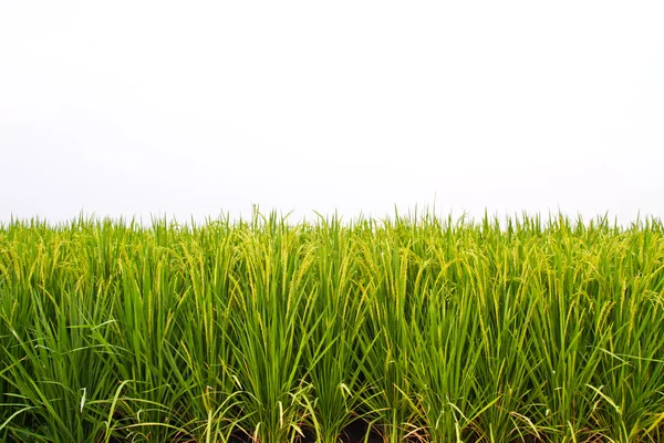 Pirinç alan beyaz zemin üzerine — Stok fotoğraf