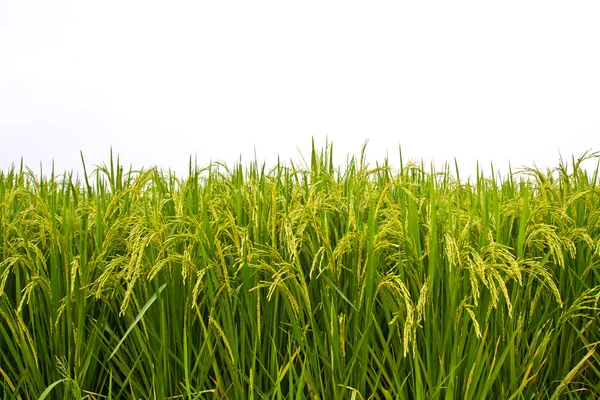 Rijst veld op witte achtergrond — Stockfoto
