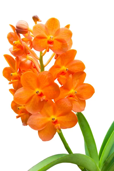 Orange orchids on white background — Stock Photo, Image